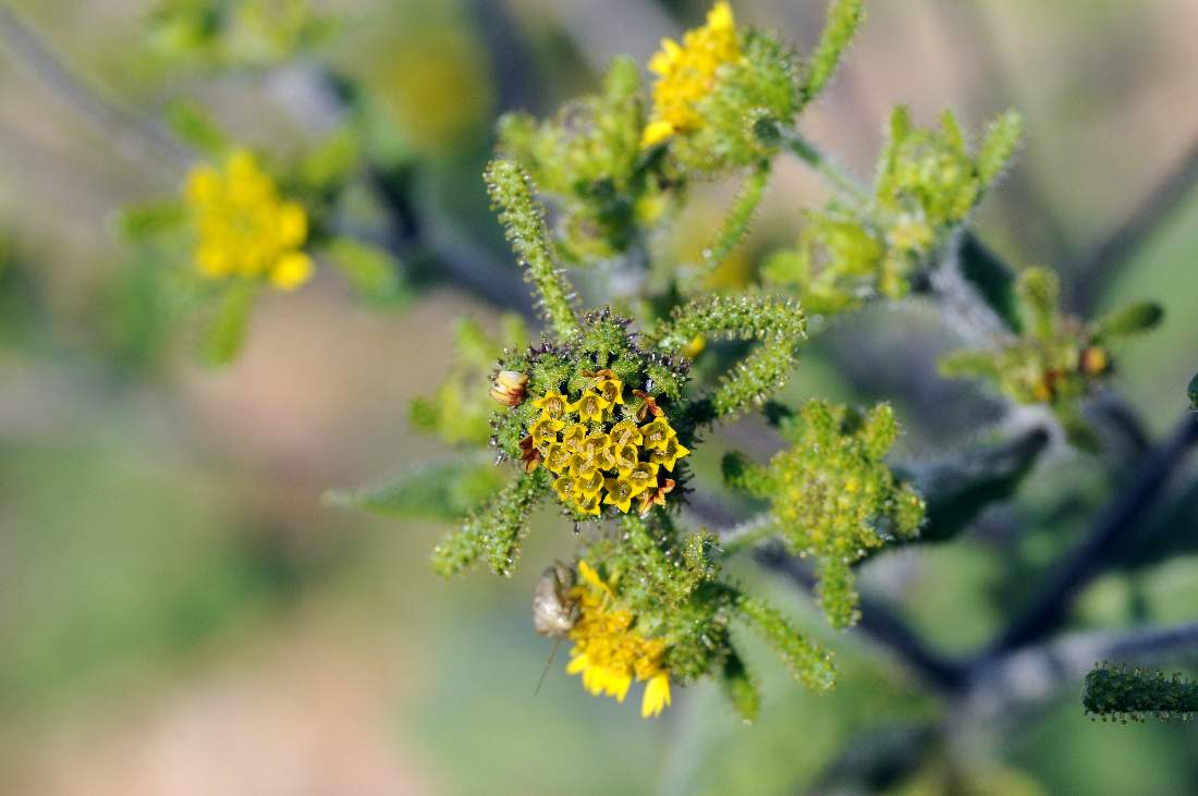 Siegesbeckia orientalis